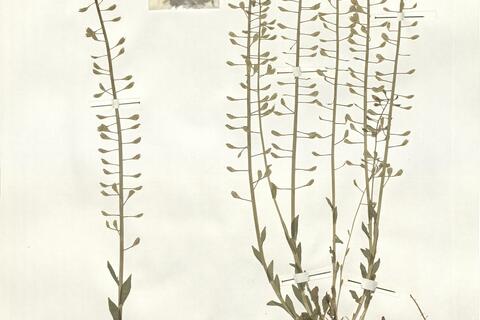 Thlaspi caerulescens J. & C. Presl subsp. caerulescens -  RO-HSepv 15097 photo