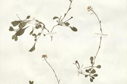 Thlaspi montanum L. -  RO-HSepv 14102 photo