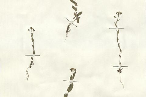 Thlaspi perfoliatum L. -  RO-HSepv 13147 photo