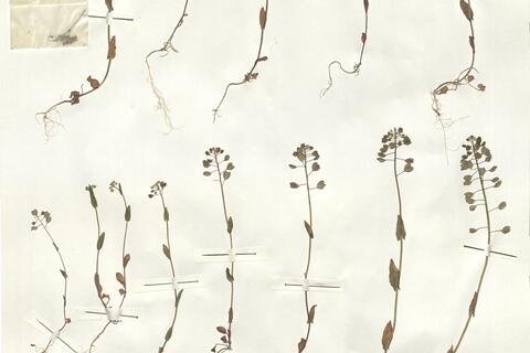 Thlaspi perfoliatum L. -  RO-HSepv 15098 photo