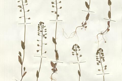 Thlaspi perfoliatum L. -  RO-HSepv 15098 - immagine 2