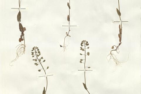 Thlaspi perfoliatum L. -  RO-HSepv 15098 - immagine 3