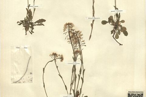 Thlaspi praecox Wulfen  -  RO-HSepv 12210 photo