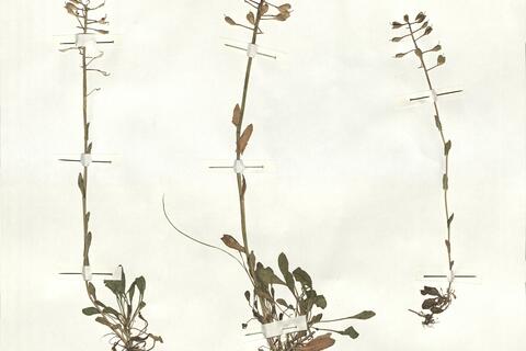 Thlaspi praecox Wulfen subsp. praecox -  RO-HSepv 16967 photo