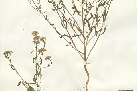 Iberis amara L. -  RO-HSepv 16064 photo