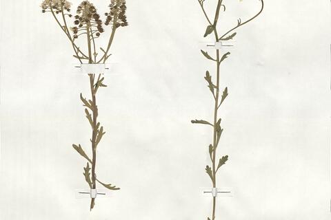 Iberis amara L. -  RO-HSepv 19012 photo