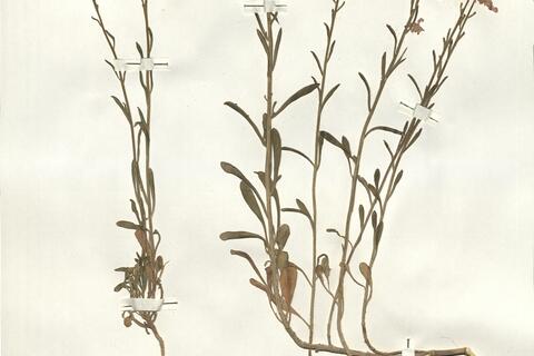 Iberis balansae Jord. var. balansae -  RO-HSepv 16065 photo