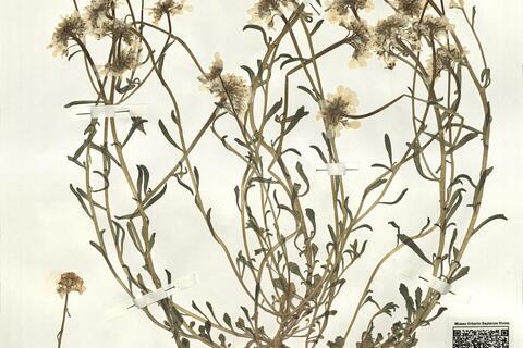 Iberis carnosa Willd. subsp. carnosa  -  RO-HSepv 16066 photo