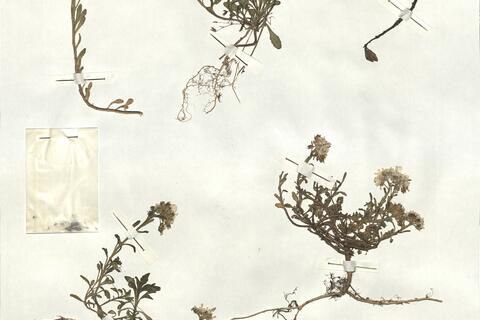 Iberis carnosa Willd. subsp. carnosa  -  RO-HSepv 16956 photo