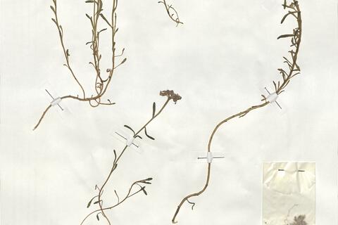 Iberis carnosa Willd. subsp. carnosa  -  RO-HSepv 19013 - immagine 2