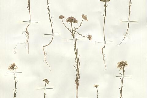 Iberis crenata Lam. -  RO-HSepv 14083 - immagine 2