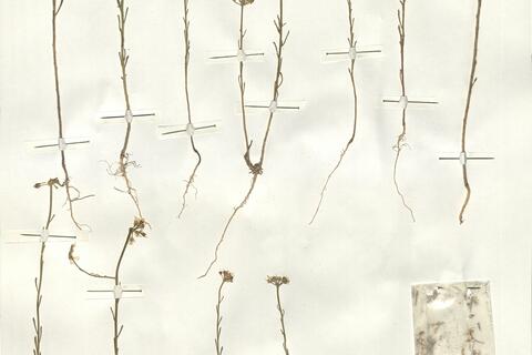 Iberis crenata Lam. -  RO-HSepv 14083 photo