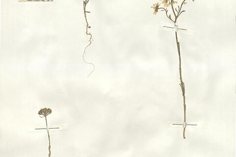 Iberis crenata Lam. -  RO-HSepv 14084 photo