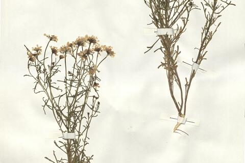 Iberis pinnata L.  -  RO-HSepv 15073 photo