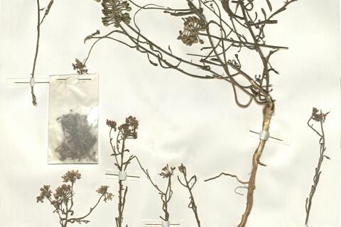 Iberis saxatilis L.  -  RO-HSepv 14085 photo