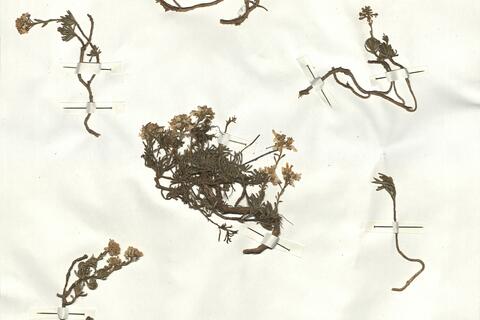 Iberis saxatilis L. subsp. saxatilis -  RO-HSepv 16957 photo