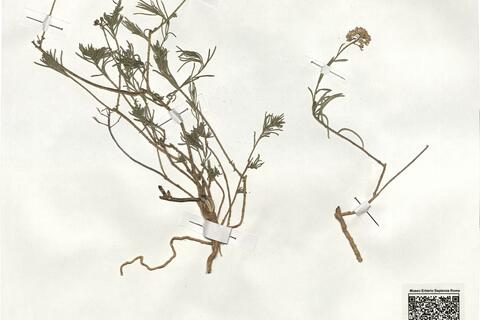 Iberis saxatilis L. subsp. valentina Mateo & Figuerola ^ -  RO-HSepv 19014 photo