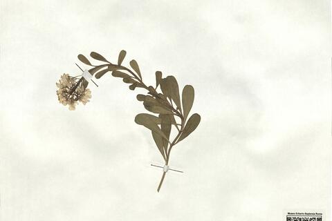 Iberis semperflorens L. -  RO-HSepv 17937 photo