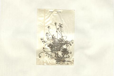 Teesdalia coronopifolia (Bergeret) Thell. -  RO-HSepv 13145 photo