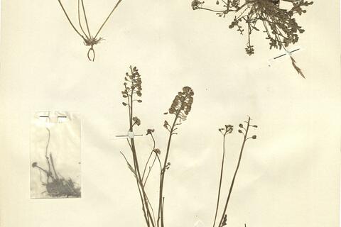 Teesdalia nudicaulis (L.) R. Brown -  RO-HSepv 11276 photo