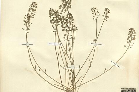 Teesdalia nudicaulis (L.) R. Brown -  RO-HSepv 12209 photo