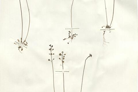 Teesdalia nudicaulis (L.) R. Brown -  RO-HSepv 14100 photo