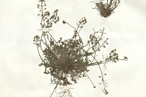 Teesdalia nudicaulis (L.) R. Brown -  RO-HSepv 16965 photo