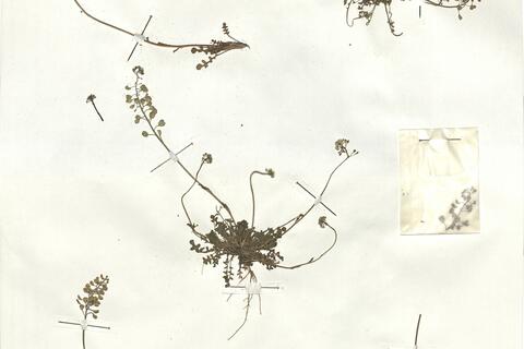 Teesdalia nudicaulis (L.) R. Brown -  RO-HSepv 17948 photo