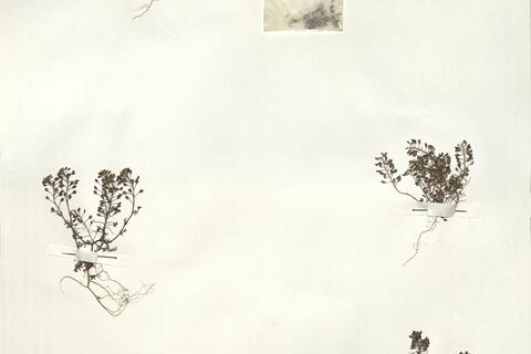 Hornungia petraea (L.) Reichenb. -  RO-HSepv 14082 photo