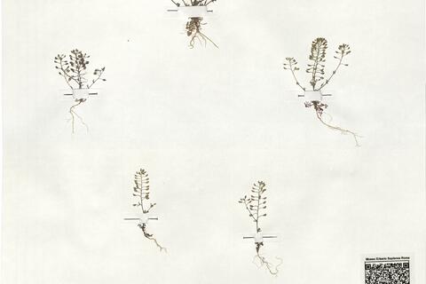 Hornungia petraea (L.) Reichenb. -  RO-HSepv 19010 photo