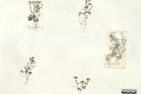 Hornungia petraea (L.) Reichenb. subsp. aragonensis (Willk. ex Loscos & Pardo) Malagarriga -  RO-HSepv 16062 photo