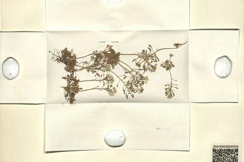 Hutchinsia alpina (L.) R. Brown subsp. alpina -  RO-HSepv 11262 photo