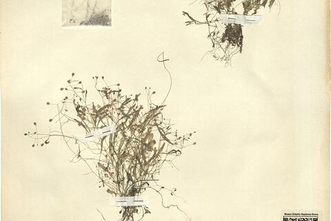 Hymenolobus pauciflorus (Koch) A.W. Hill -  RO-HSepv 12193 photo