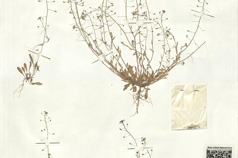 Hymenolobus procumbens (L.) Nutt. ex Schinz & Thell. subsp. procumbens  -  RO-HSepv 16955 photo