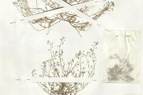 Hymenolobus procumbens (L.) Nutt. ex Schinz & Thell. subsp. procumbens  -  RO-HSepv 19011 photo