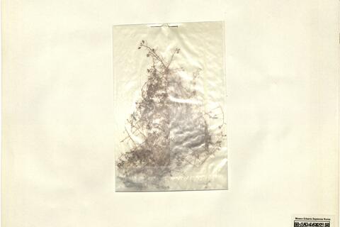 Hymenolobus procumbens (L.) Nutt. ex Torrey A. Gray -  RO-HSepv 12194 photo