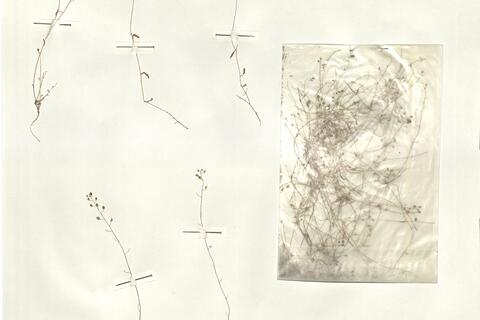 Hymenolobus procumbens (L.) Nutt. subsp. procumbens  -  RO-HSepv 16063 photo