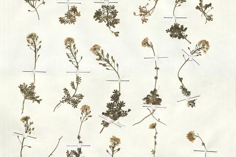 Pritzelago alpina (L.) O. Kuntze subsp. auerswaldii (Willk.) Greuter & Burdet -  RO-HSepv 17945 photo