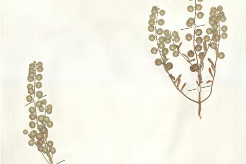 Clypeola cyclodontea Del.  -  RO-HSepv 14072 photo