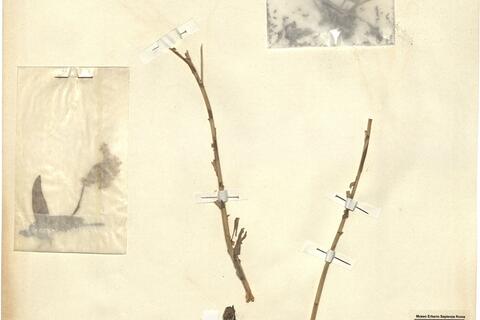 Isatis allionii P.W. Ball -  RO-HSepv 12197 photo