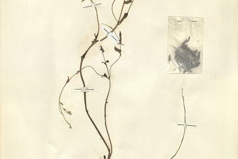 Isatis canescens DC. -  RO-HSepv 11264 - immagine 2