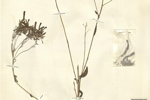 Isatis canescens DC. -  RO-HSepv 11264 photo