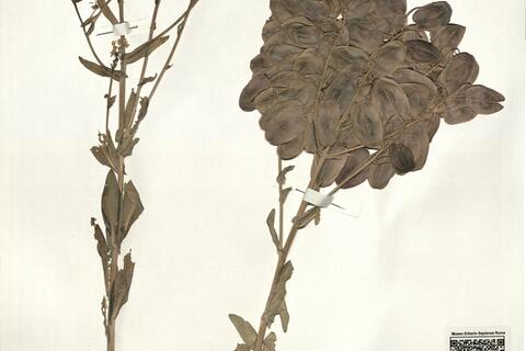 Isatis djurdjurae Coss. & Durieu var. djurdjurae -  RO-HSepv 16067 photo