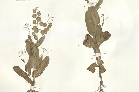 Sameraria bidentata Botsch. -  RO-HSepv 14097 photo