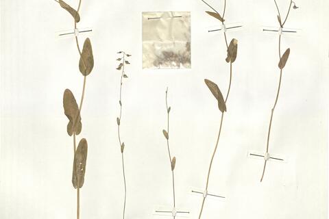 Tauscheria lasiocarpa Fisch. ex DC.  -  RO-HSepv 14099 photo