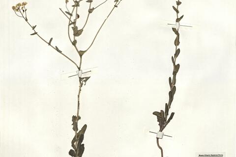 Boreava aptera Boiss. & Heldr. -  RO-HSepv 14066 photo