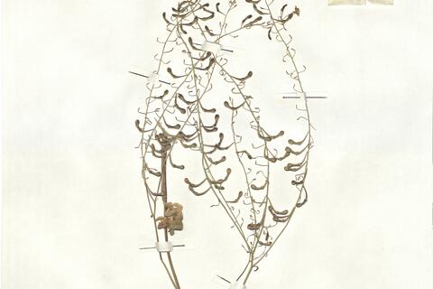 Sobolewskia clavata (Boiss.) Fenzl -  RO-HSepv 16964 photo