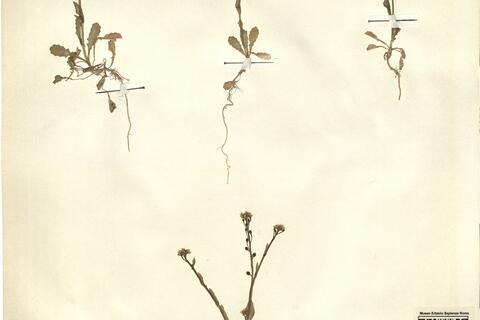 Calepina irregularis (Asso) Thell -  RO-HSepv 12173 photo