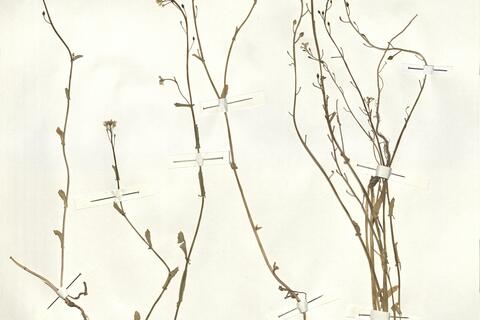 Calepina irregularis (Asso) Thell. -  RO-HSepv 15055 photo