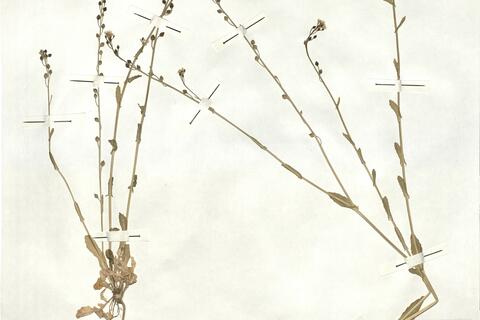 Calepina irregularis (Asso) Thell. -  RO-HSepv 16945 photo